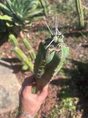 🦄 👑 M Stacker — Rooted Graft