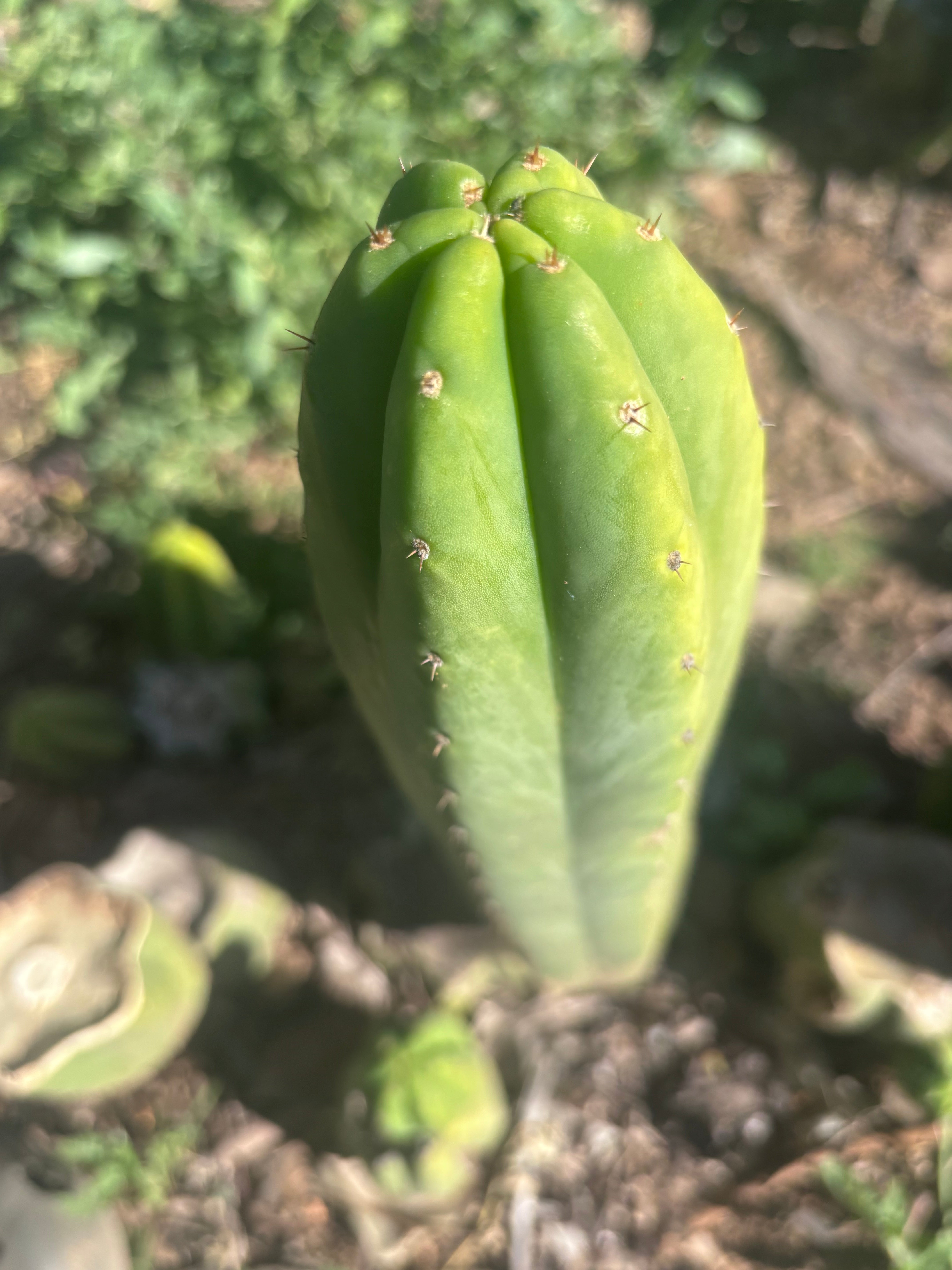 👑🌶️🌶️ Ogun — 11” Tip