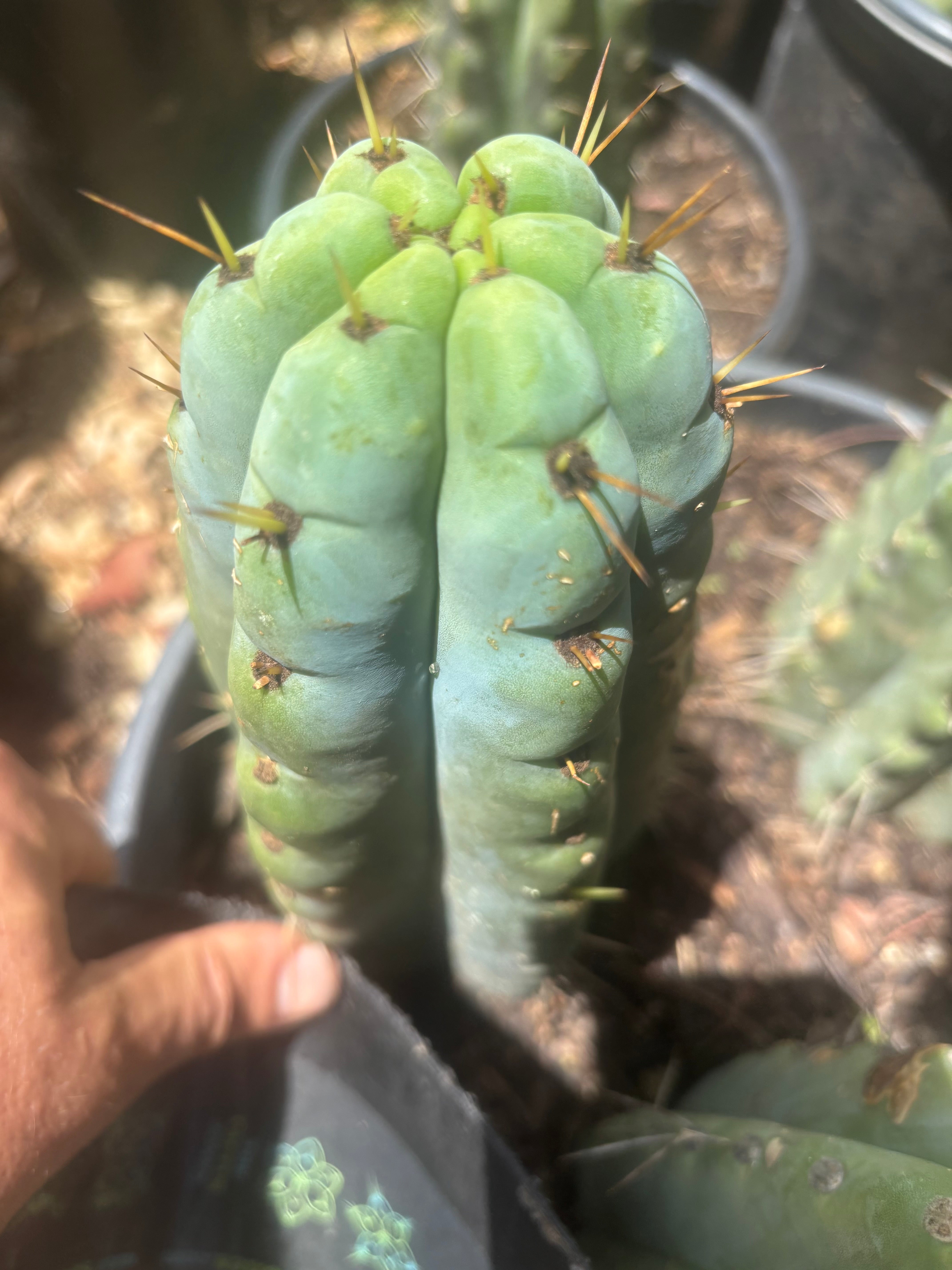 💎🌶️🌶️ NOM — Thick 6” Tip