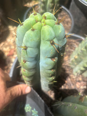 💎🌶️🌶️ NOM — Thick 6” Tip