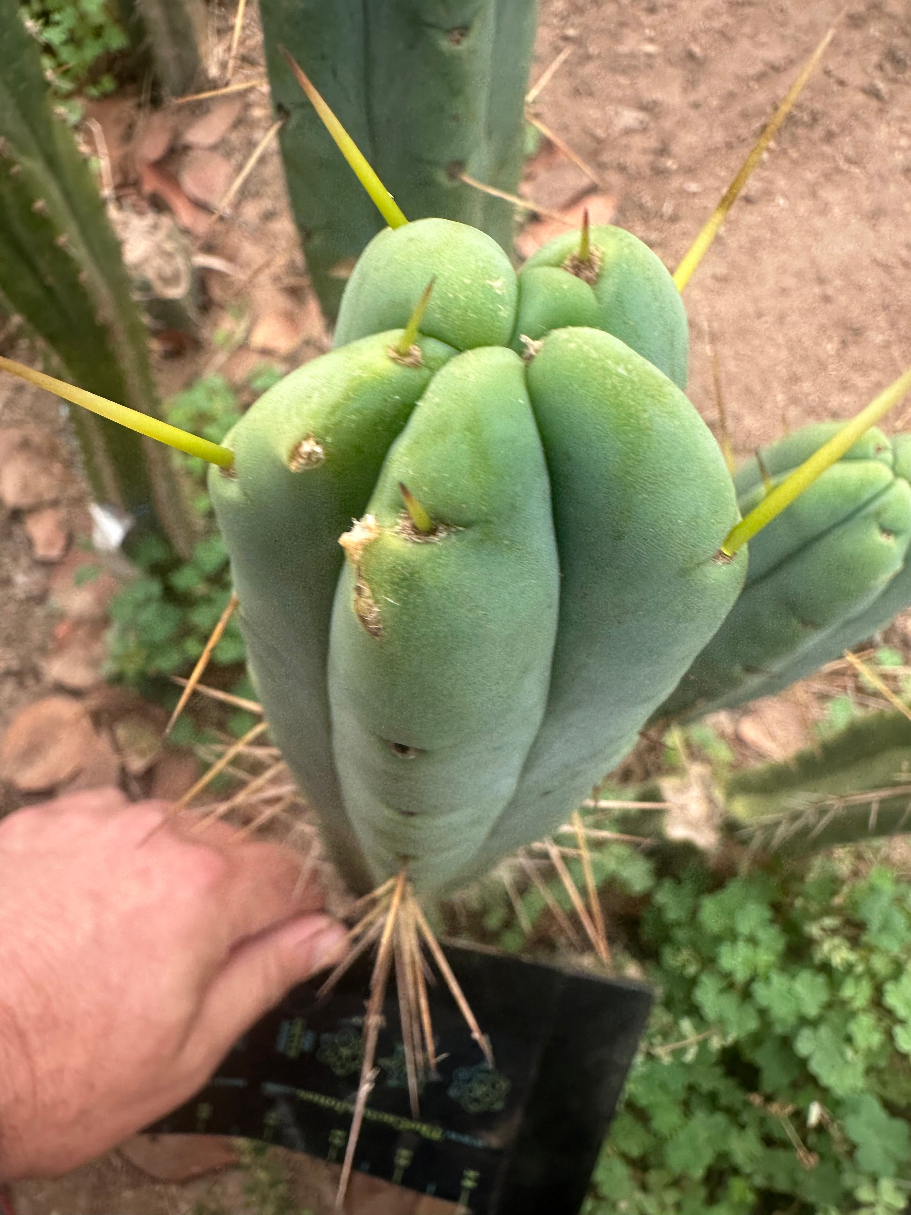 👑🌶️ Psycho0’ x SS02 — 10” Tip