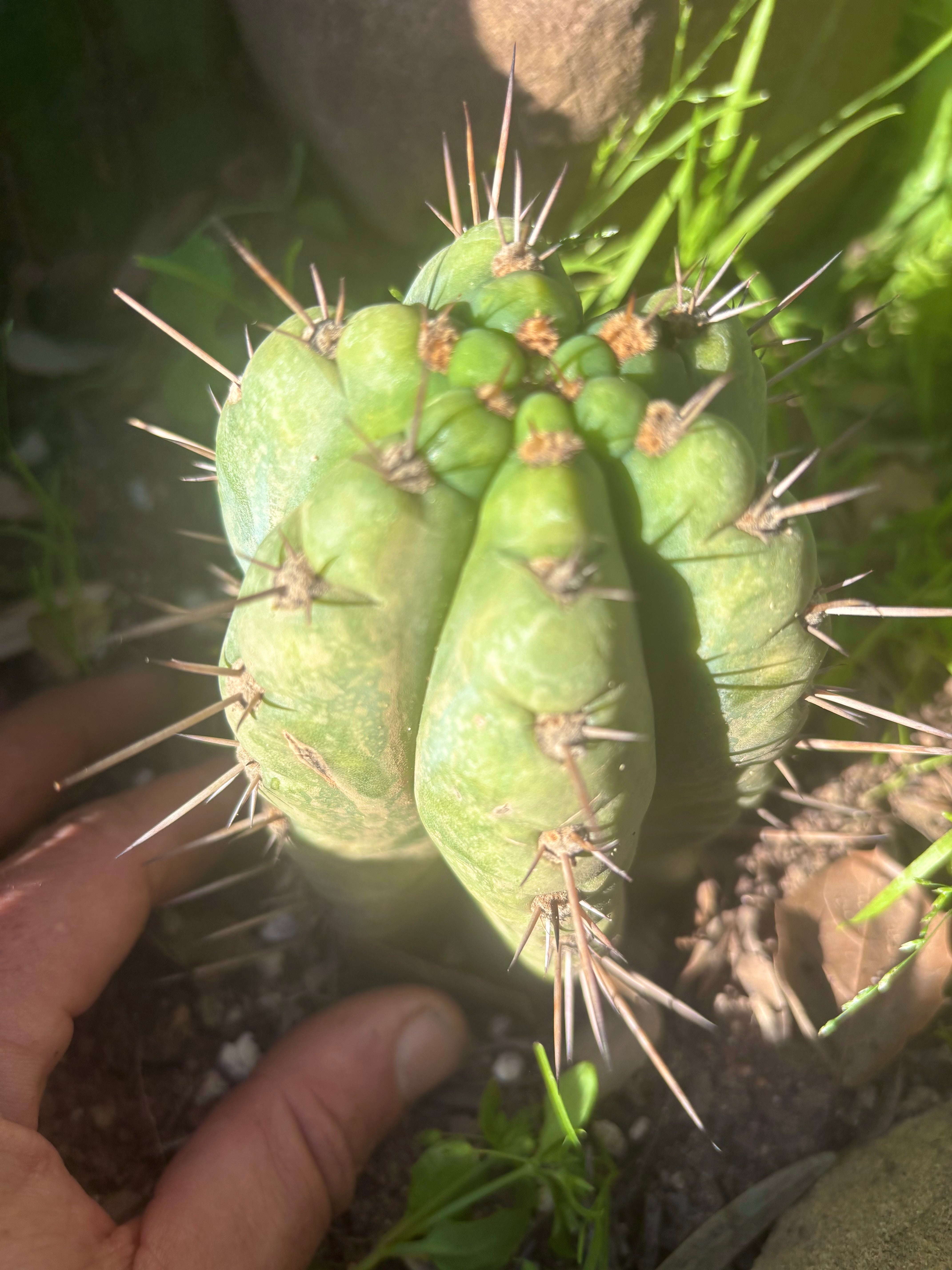 💎👑💎 Papa Smurf — Fully Rooted Grenade