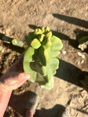 Totem — Beefy 13” Pup
