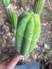 👑🌶️🌶️ KR04 — 6.5” Tip