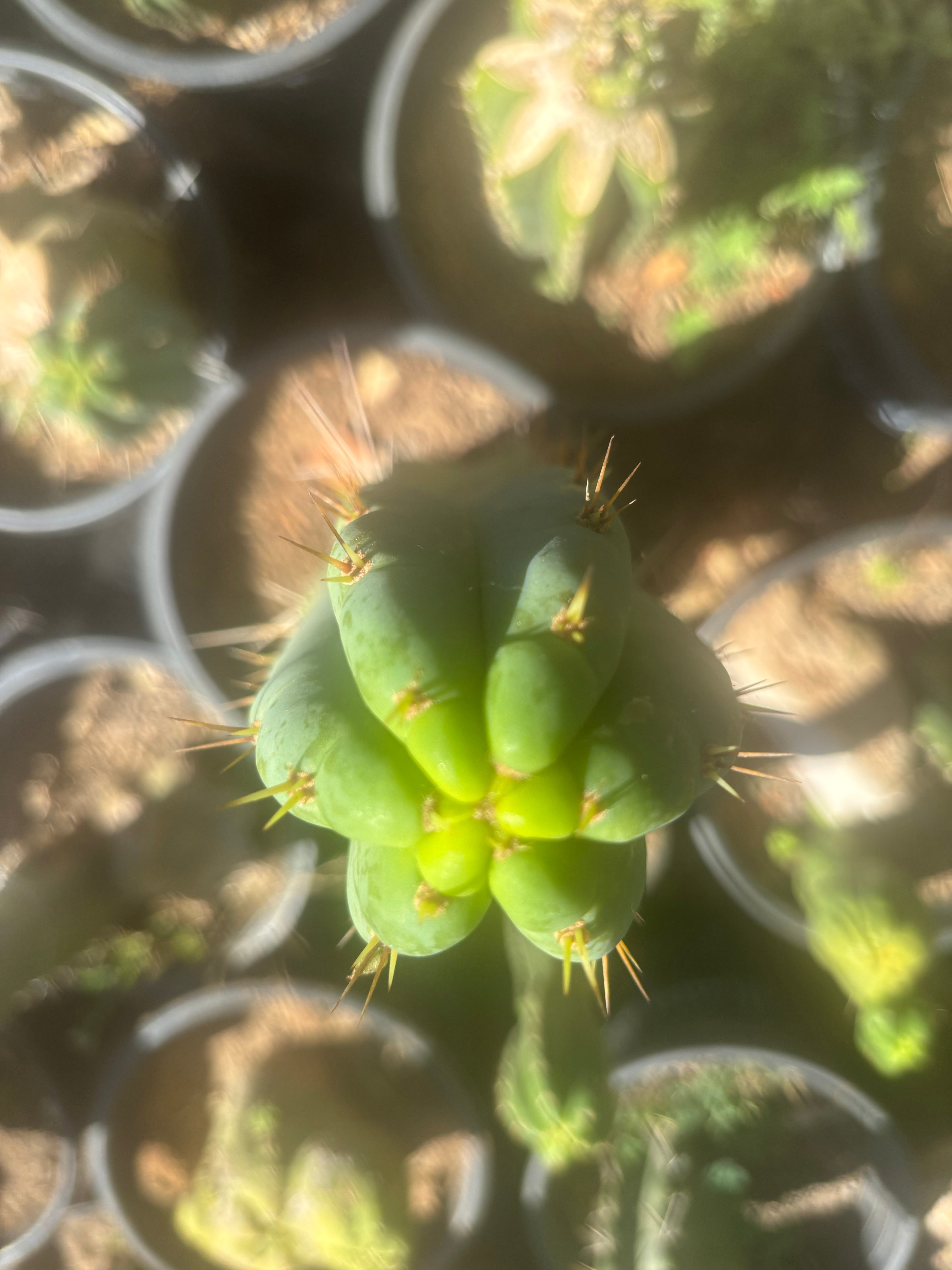 💎🌶️🌶️ NOM — 10” Tip