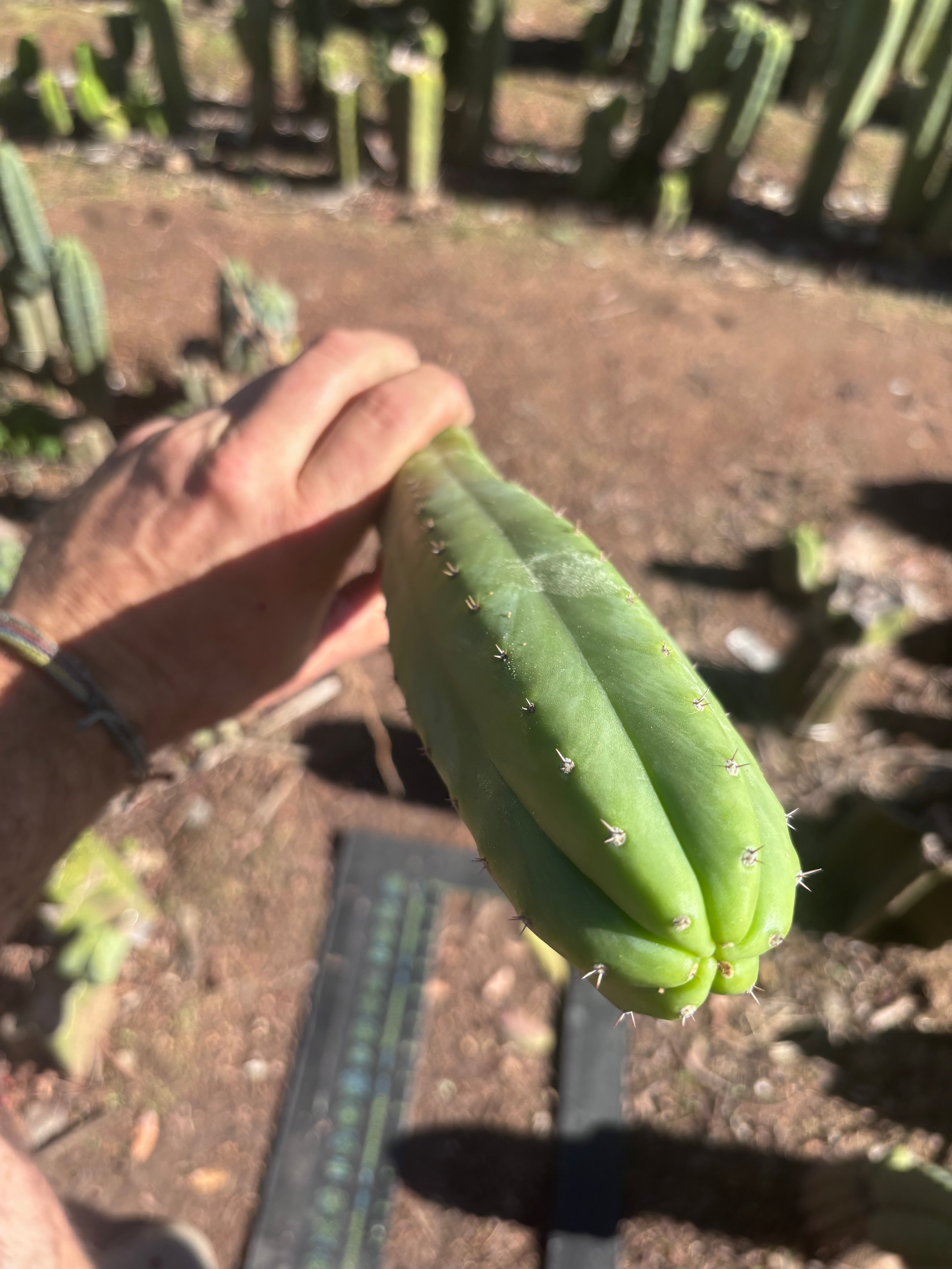 👑🌶️ Ecuadorian Pach — Rooted 15”