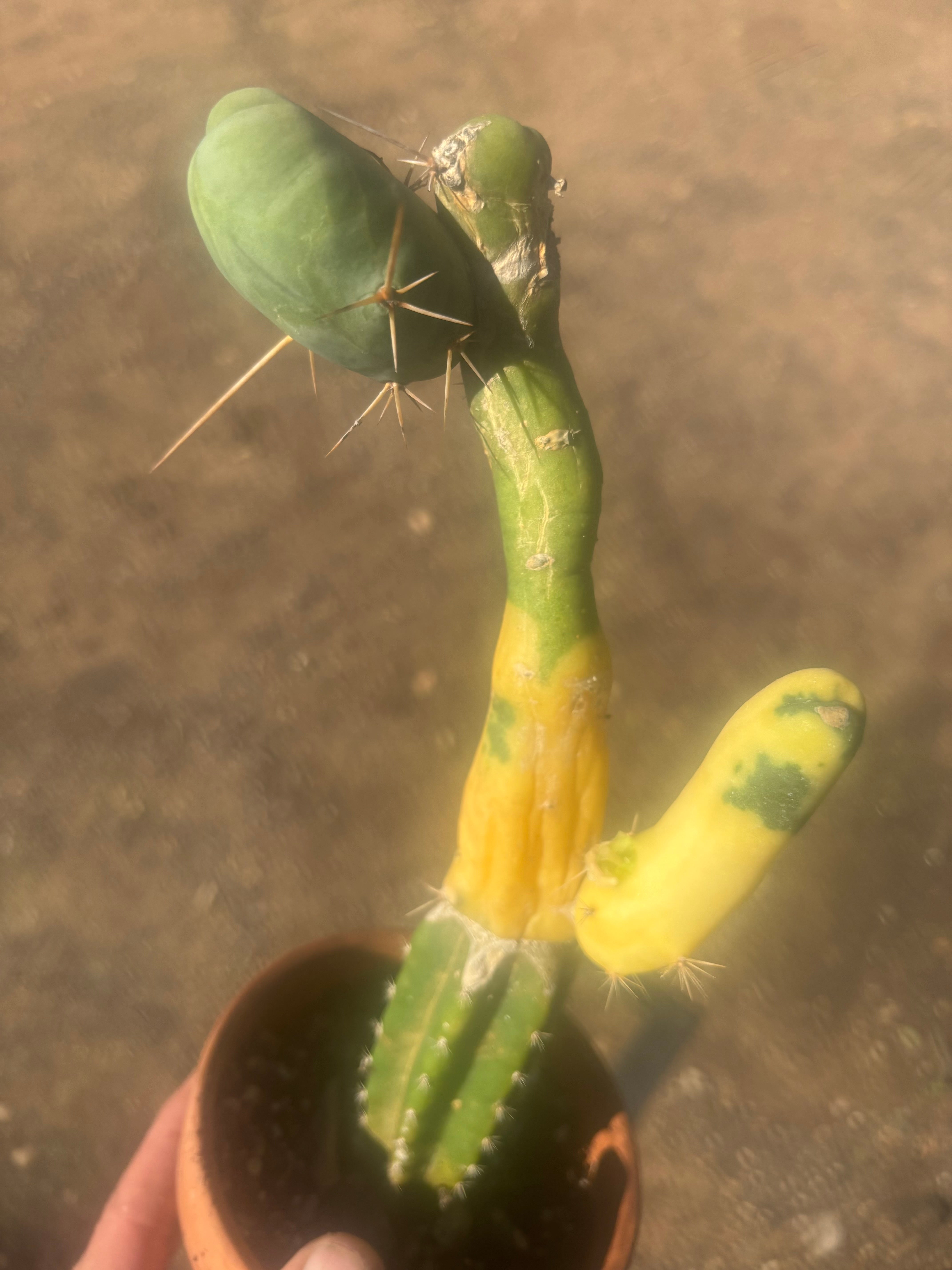 💎👑💎🌶️🌶️ TBM-b Variegated— Long Established Graft on Rooted Stock