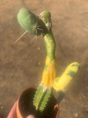 💎👑💎🌶️🌶️ TBM-b Variegated— Long Established Graft on Rooted Stock