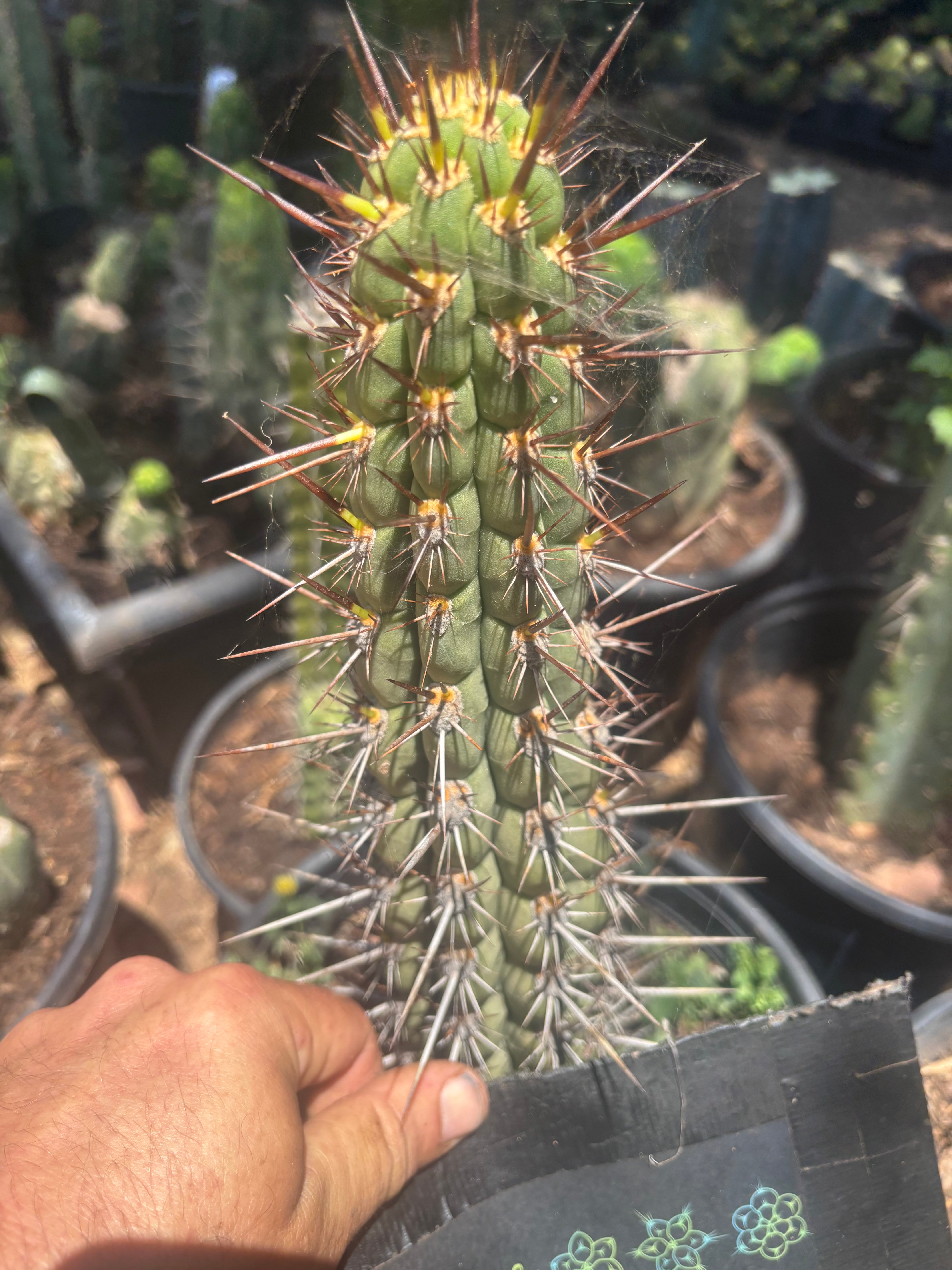 💎👑💎 T. Deserticola — 8” Tip
