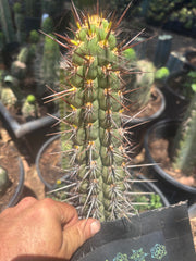 💎👑💎 T. Deserticola — 8” Tip