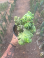 💎👑🌶️🌶️ TBMC — Large Rooted Specimen
