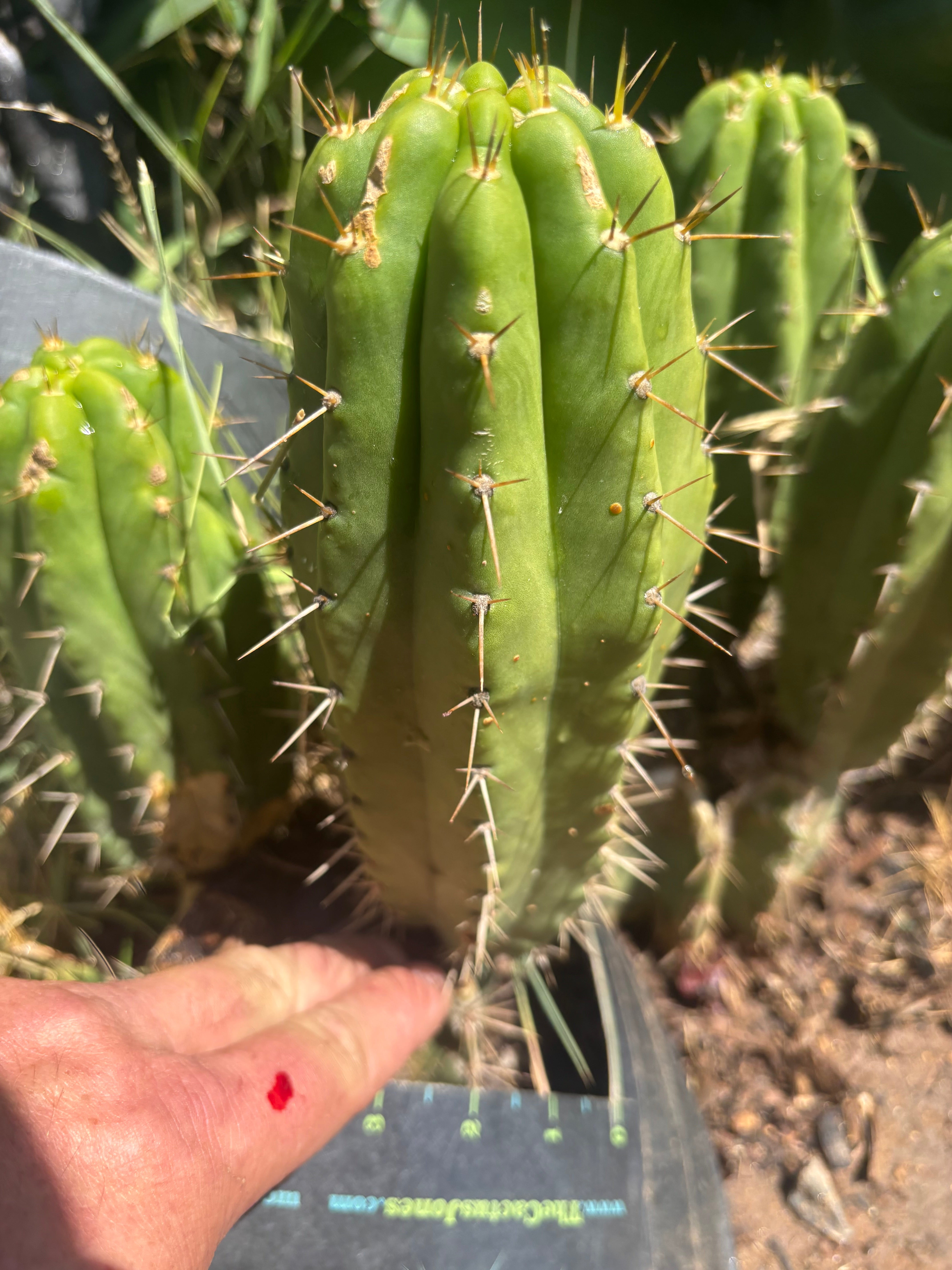 👑 The Jones Pink 🌸 — 8” Pup