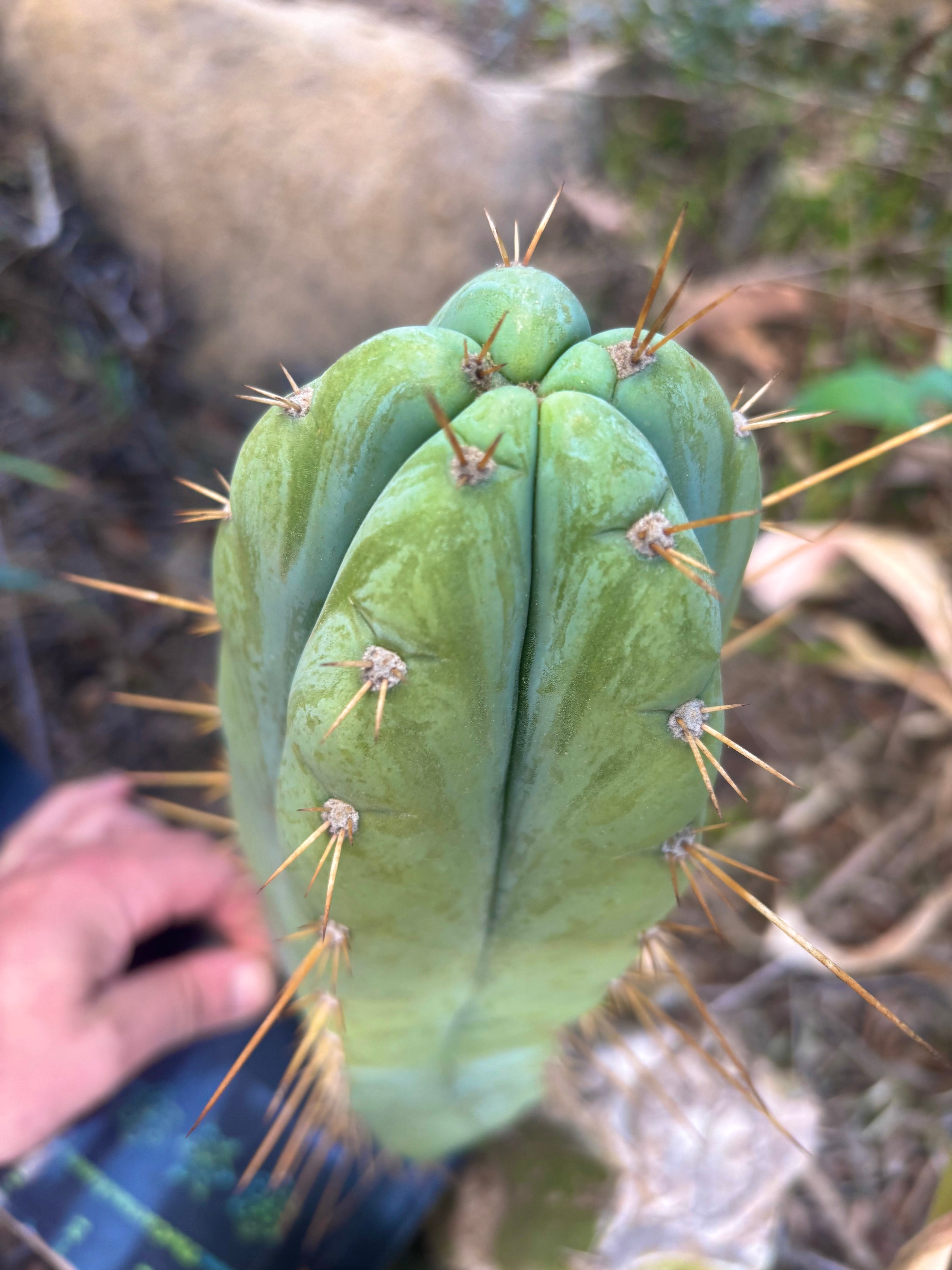 👑 Lotusland Huanu —  Fat 12” Pup