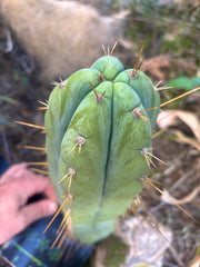 👑 Lotusland Huanu —  Fat 12” Pup