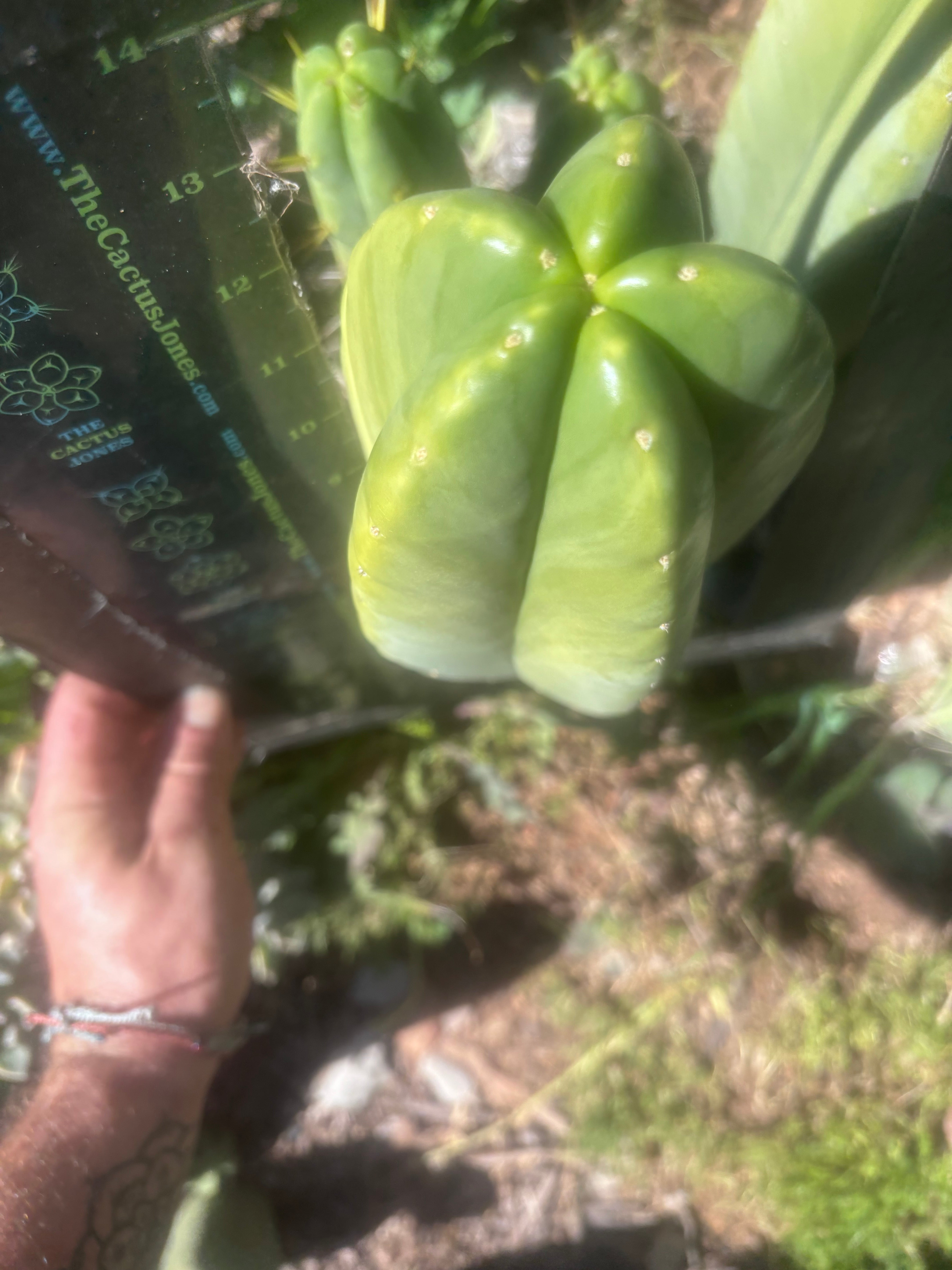 💎👑🌶️ Zulk — XL 13” MELON