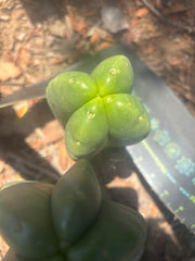 💎👑🌶️ Ferah — 8” Fourwang Pup
