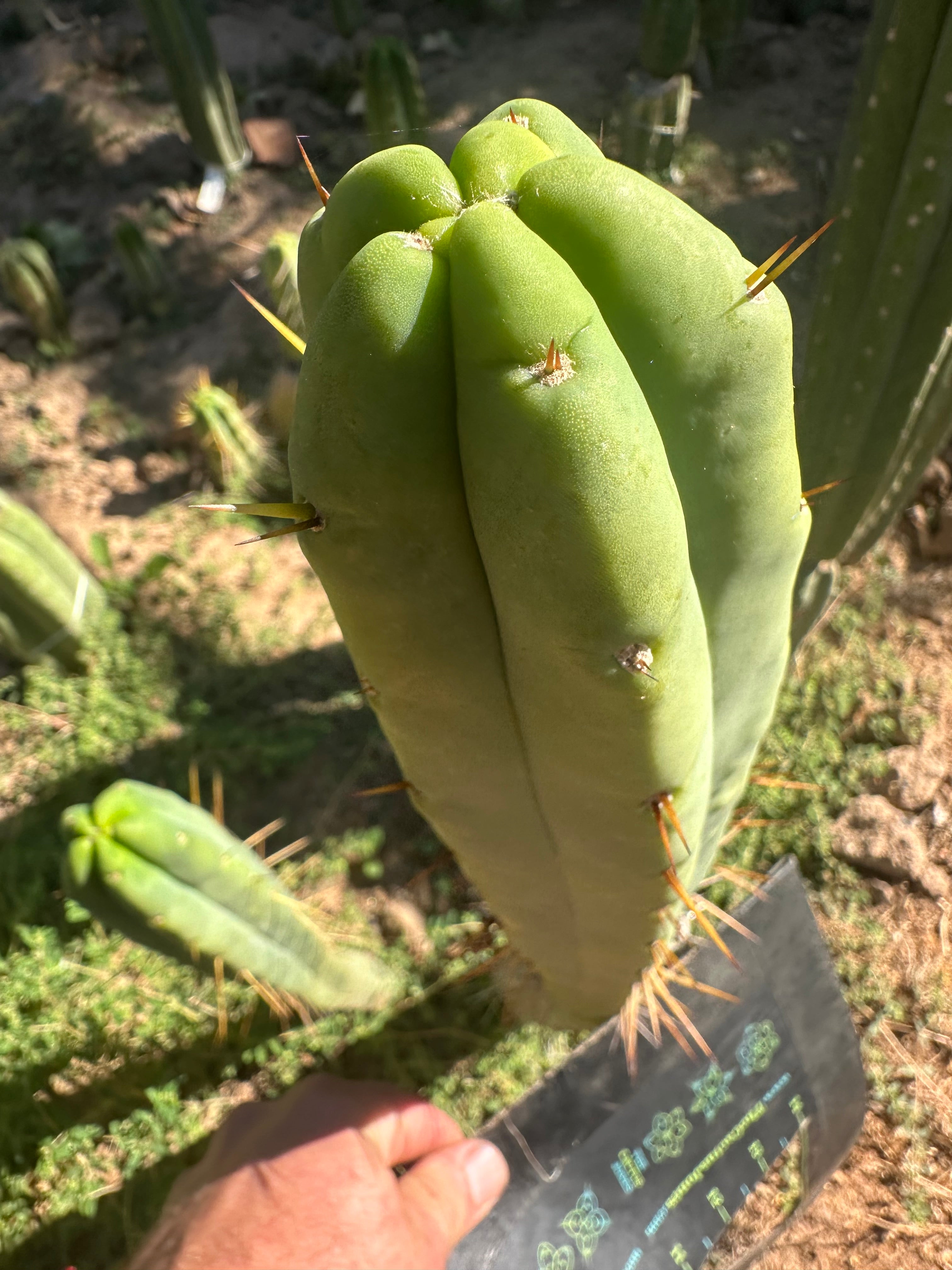 👑💎🌶️ Bob Gillette — 12” Tip