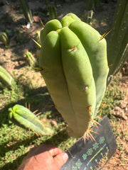 👑💎🌶️ Bob Gillette — 12” Tip