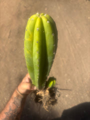 💎 Landfill x Super Pedro — Seed Grown XL 15” Full Roots