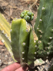 👑💎 The Weekly Glorp Graft