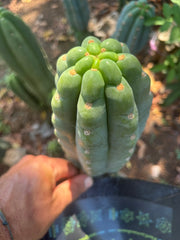 👑🌶️  Ichoca — Chonky 7” Tip