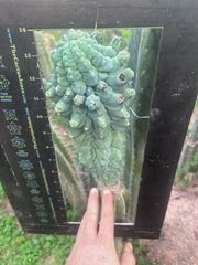 💎👑💎 Glorp — XXL Pupsplosion Graft (Re-Listing)