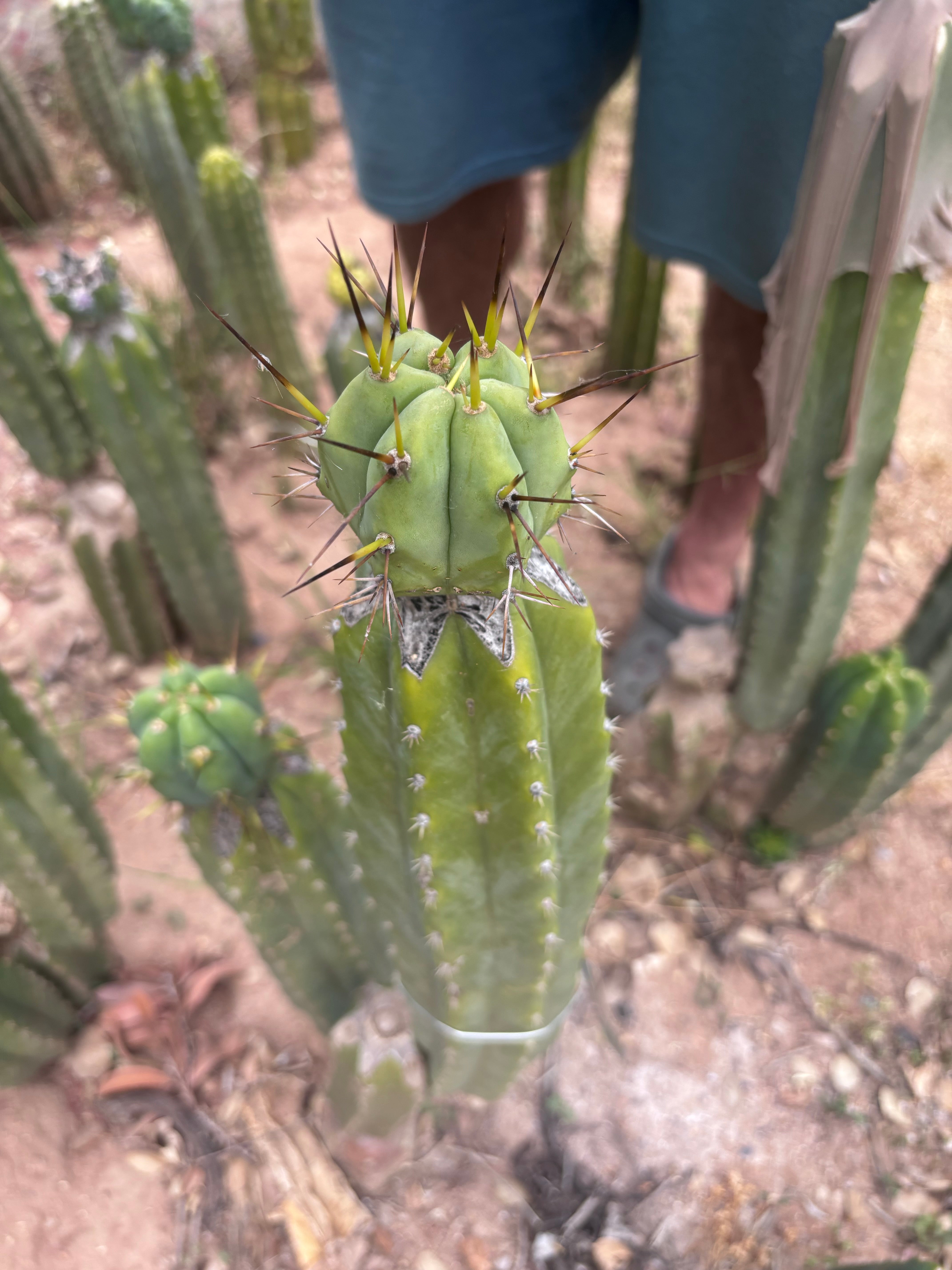 👑💎🌶️  CSD — Large Tip Graft