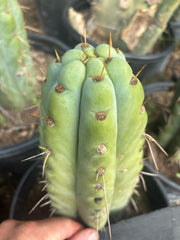 💎🌶️🌶️ NOM — Thick 7” Tip