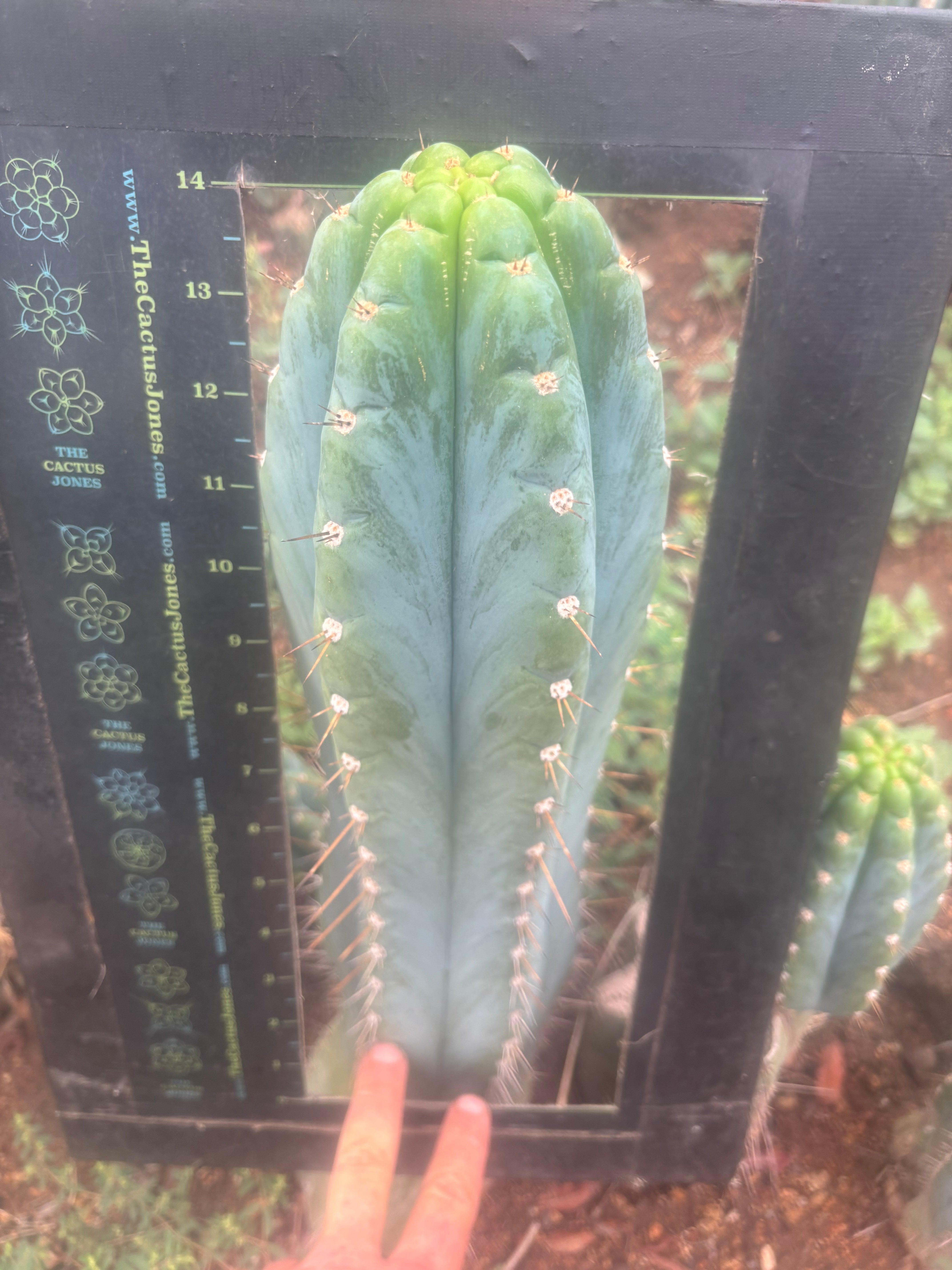 💎👑 Papa Smurf — BIG XL 14” Tip