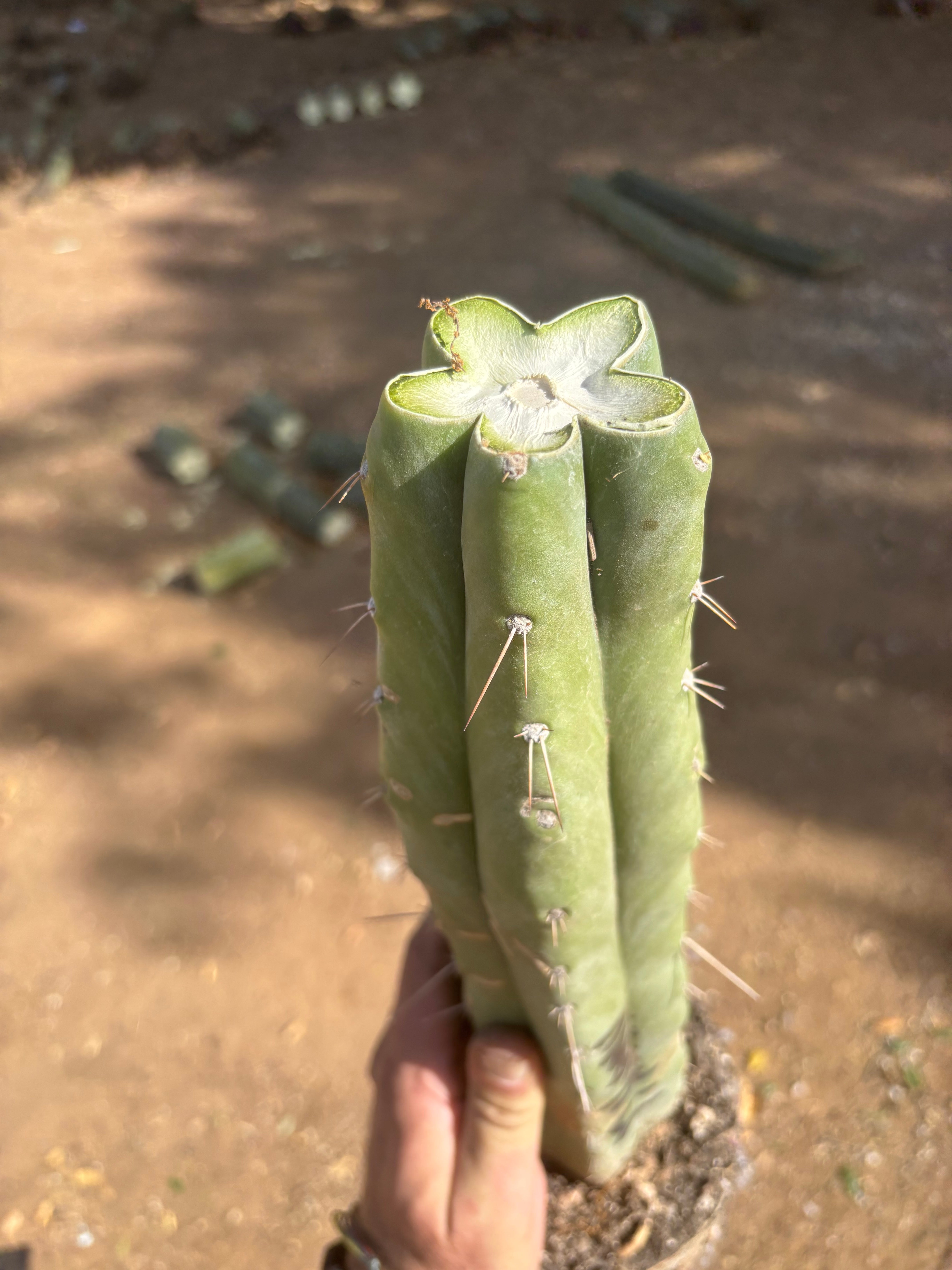 👑 Big Mac Huanu (P7)  — XL 15” Fully Rooted Stump