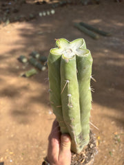 👑 Big Mac Huanu (P7)  — XL 15” Fully Rooted Stump