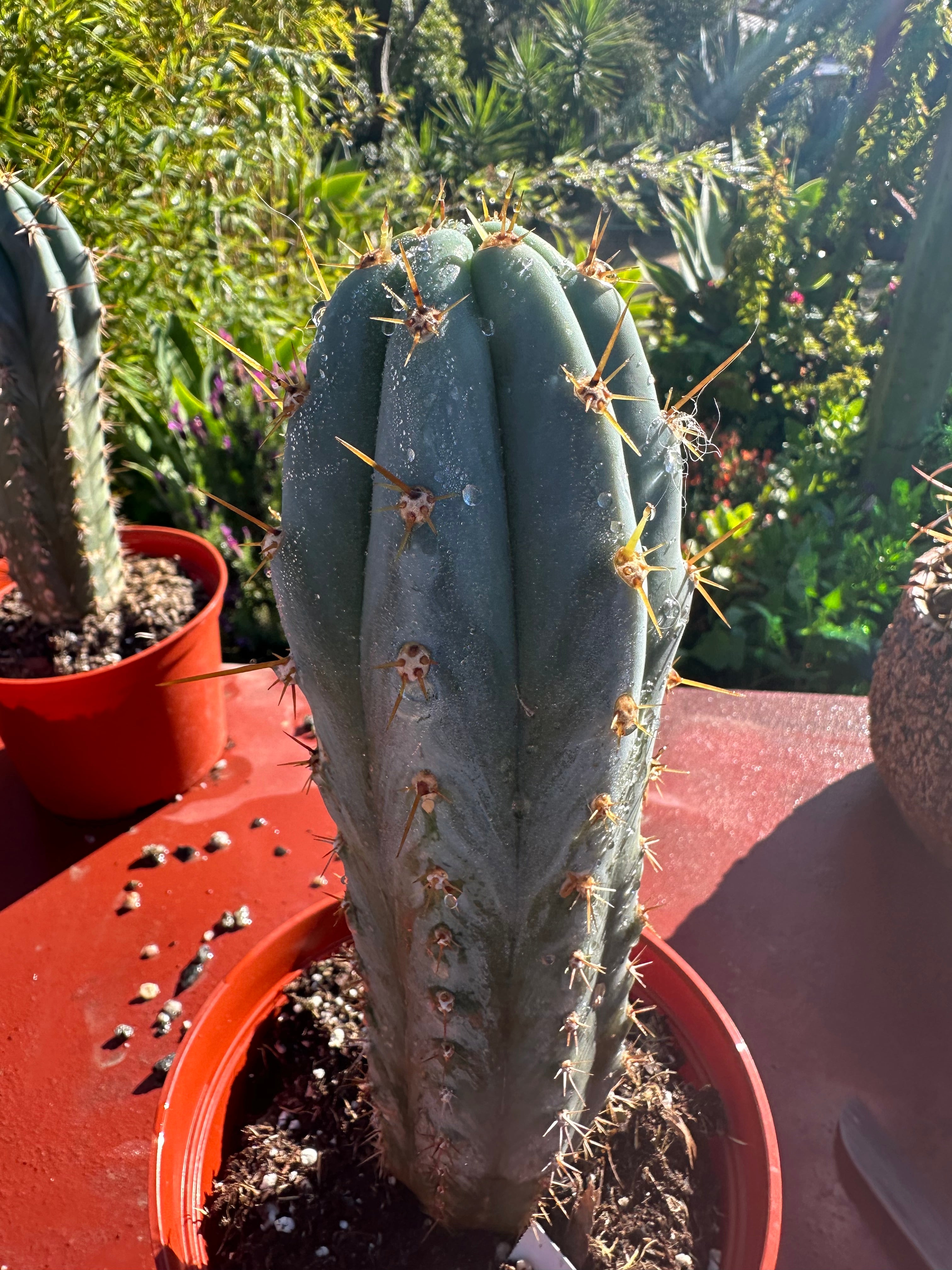 👑💙 Icaros Peruvianus  — Rooted 8” (2)