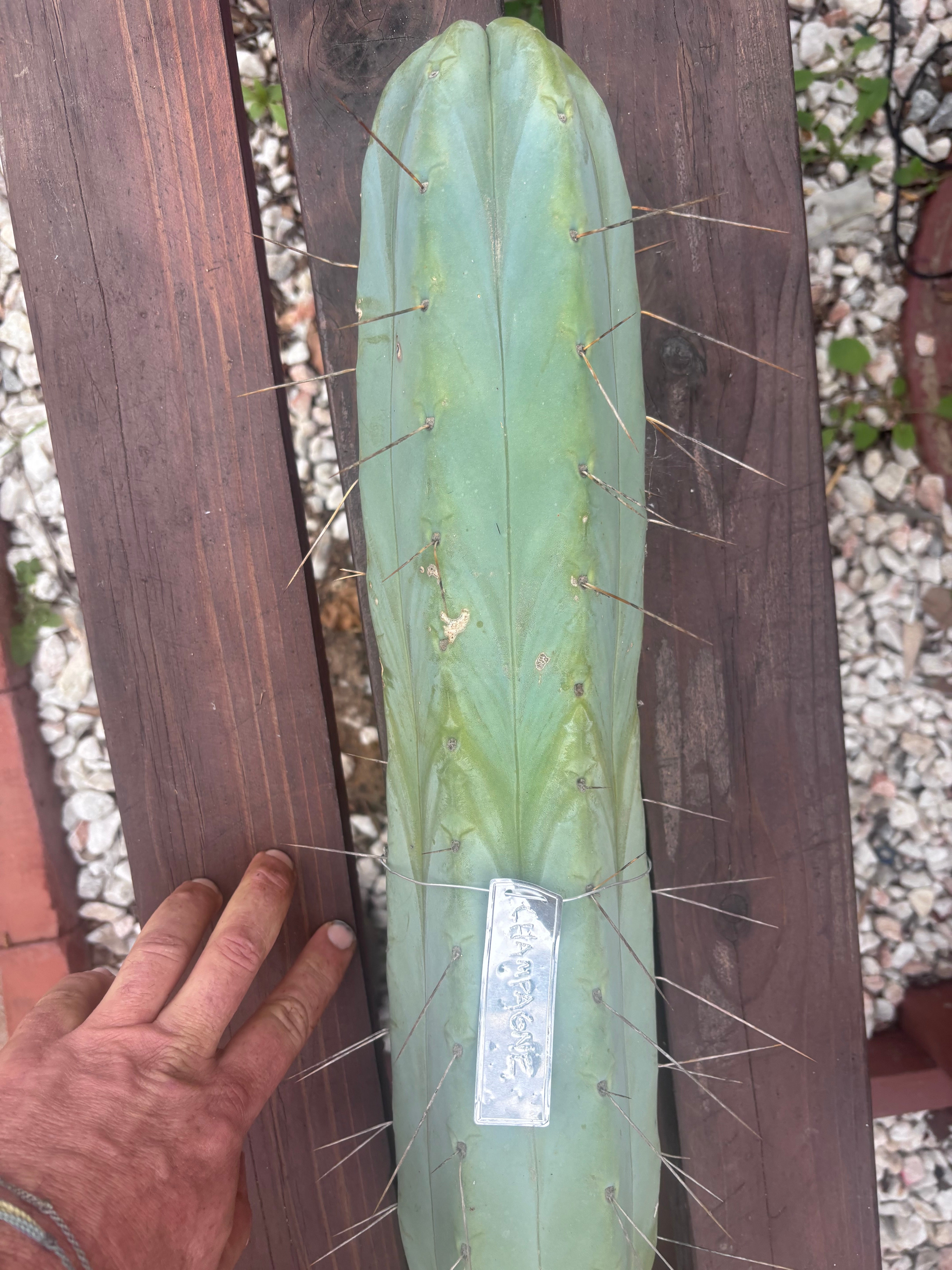 👑🌶️ Champagne — XL 14” Pup