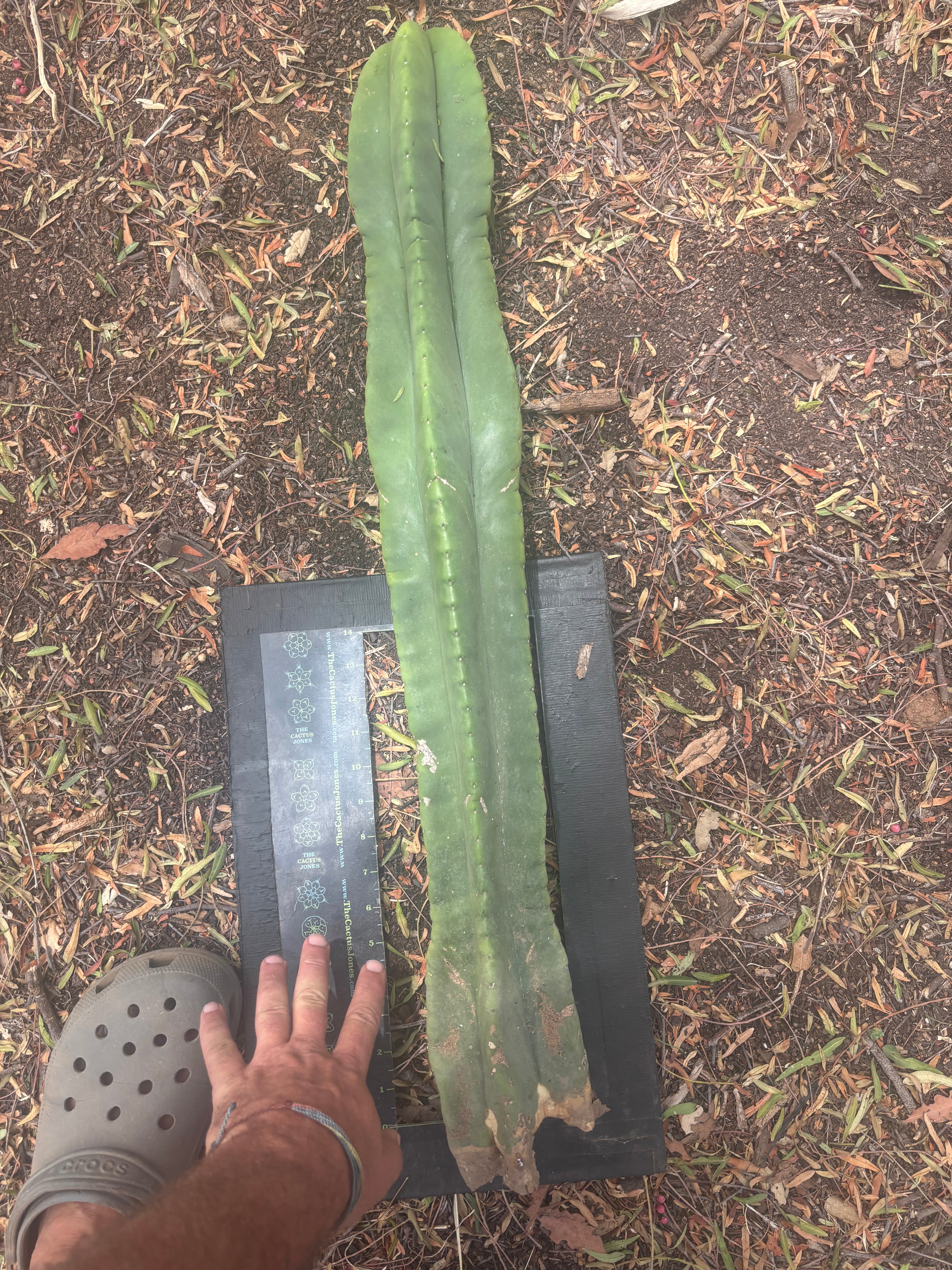 💎👑🌶️  Zulk —  Massive XXXL 32” Column