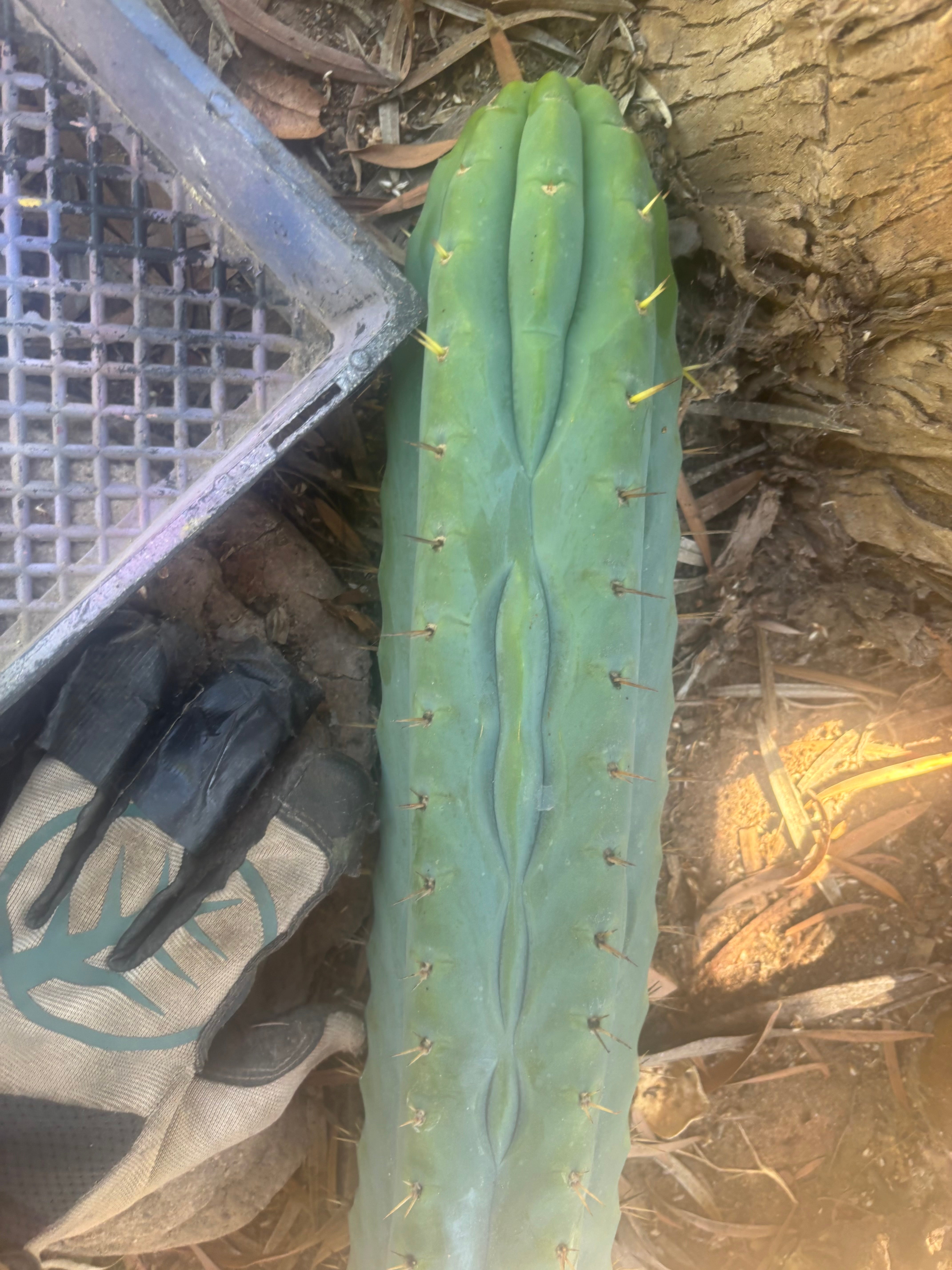 💎👑🌶️  Ashdod — XL 17” Magnum Tip