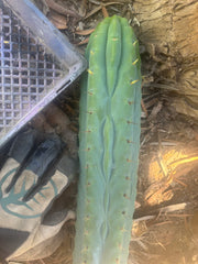 💎👑🌶️  Ashdod — XL 17” Magnum Tip