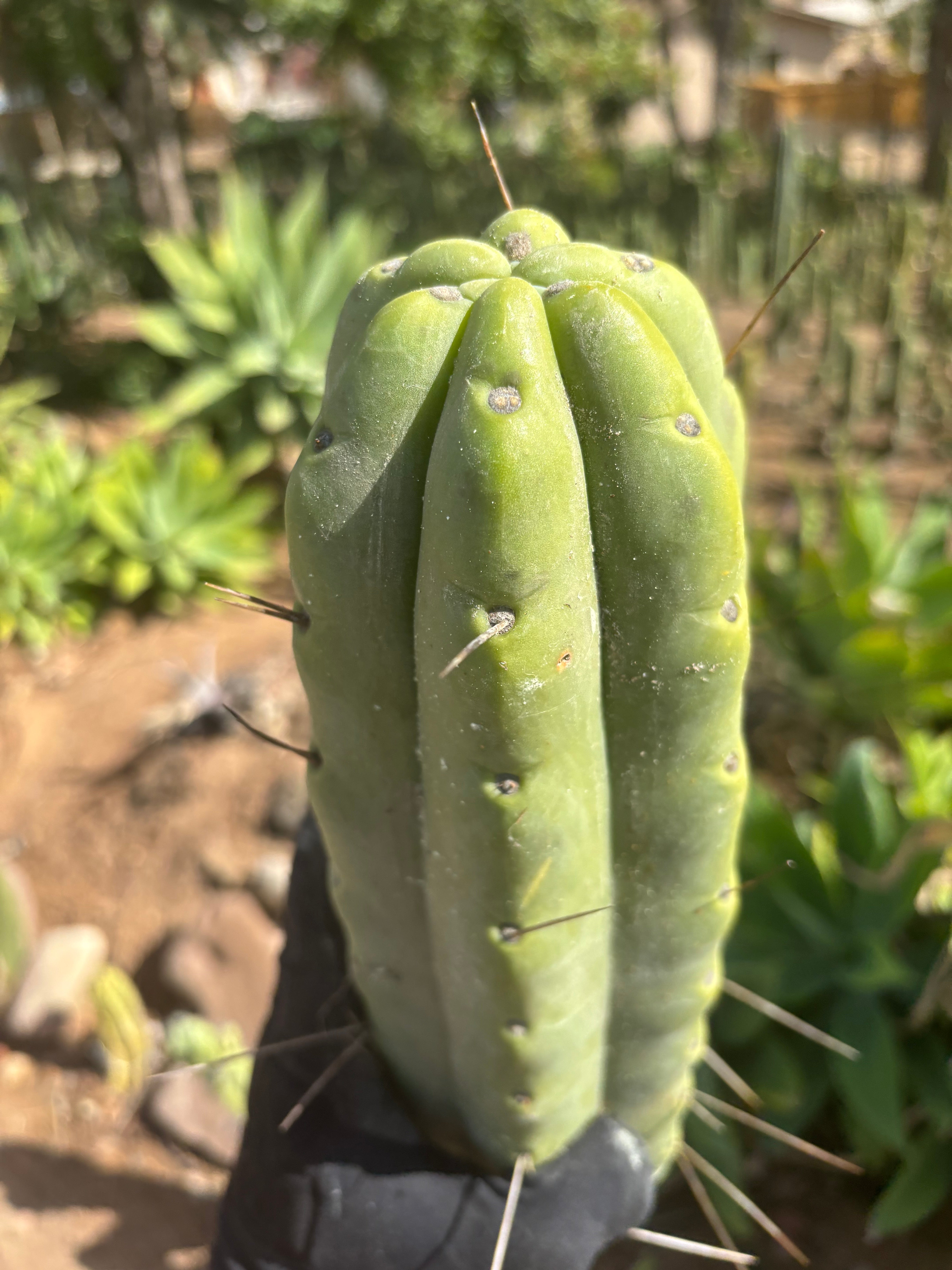 👑💎🌶️🌶️ Eileen — Max Girth 12” Tips