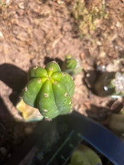 💎👑🌶️🌶️ KR04 — 6.5” Pup