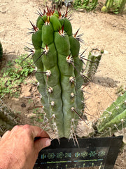 Chalaensis — 11” Tip