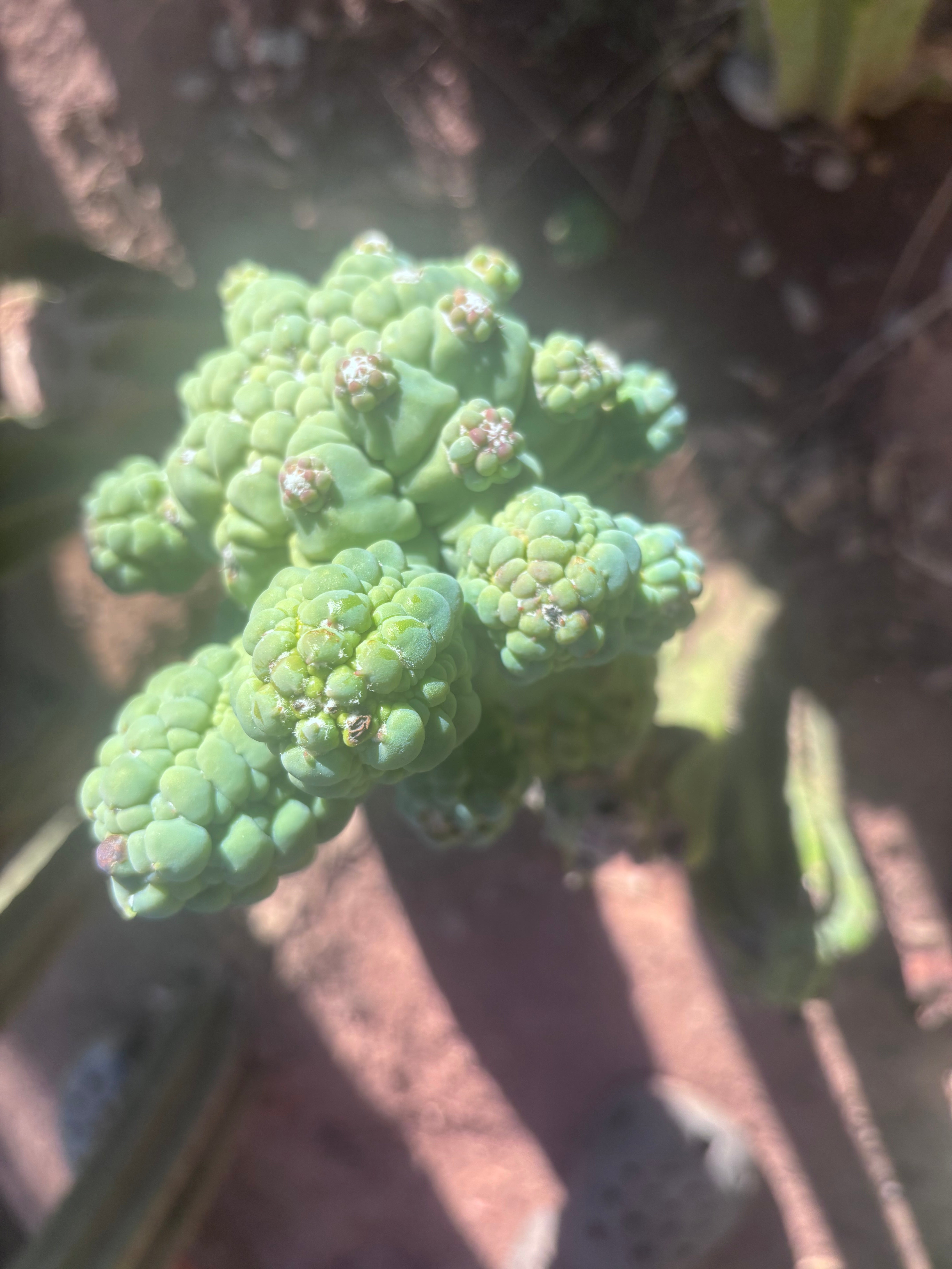💎👑💎 Glorp — Another XL Pupsplosion Graft