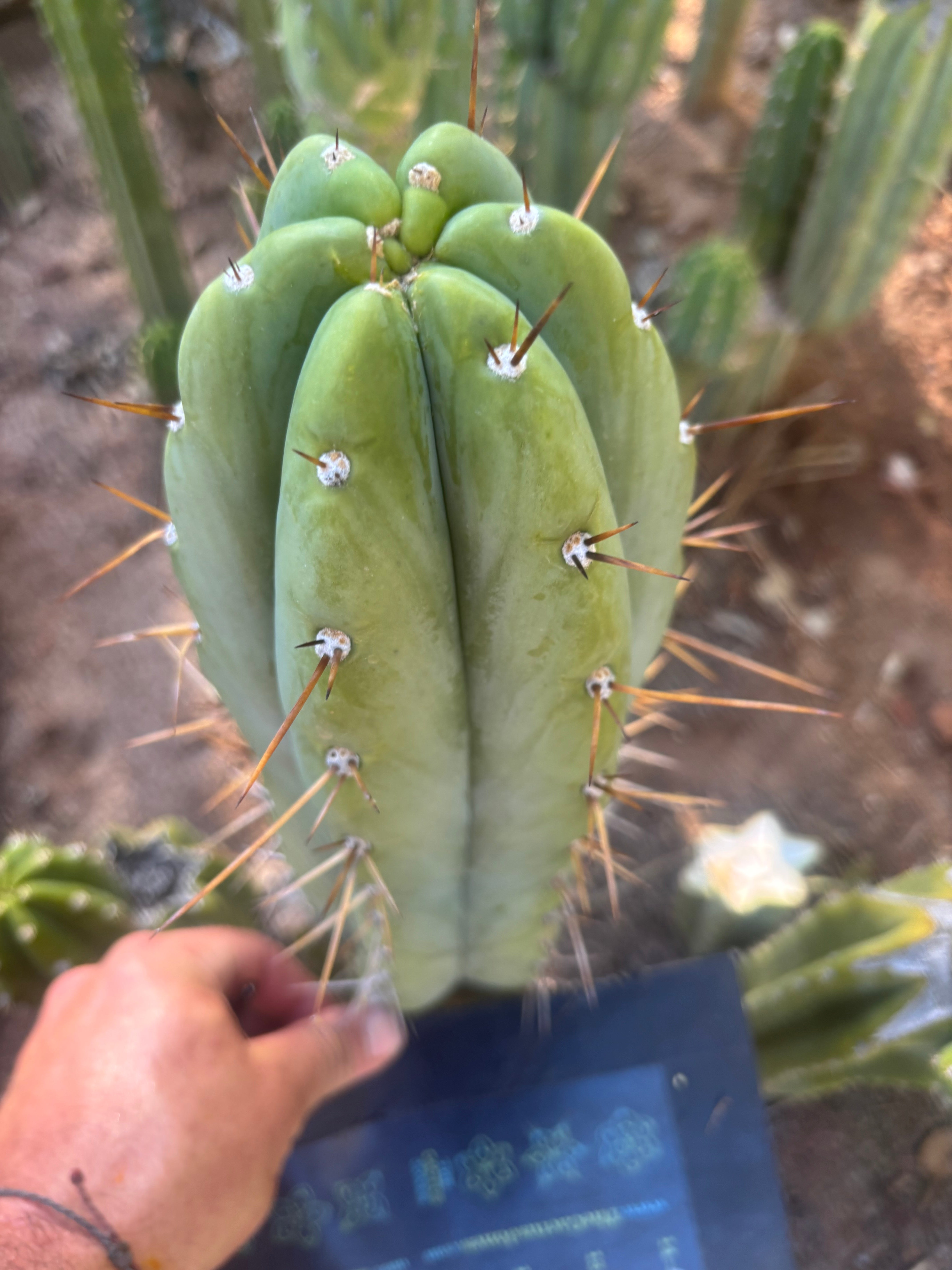 👑🌶️🌶️ Pala — FAT 10” Tip
