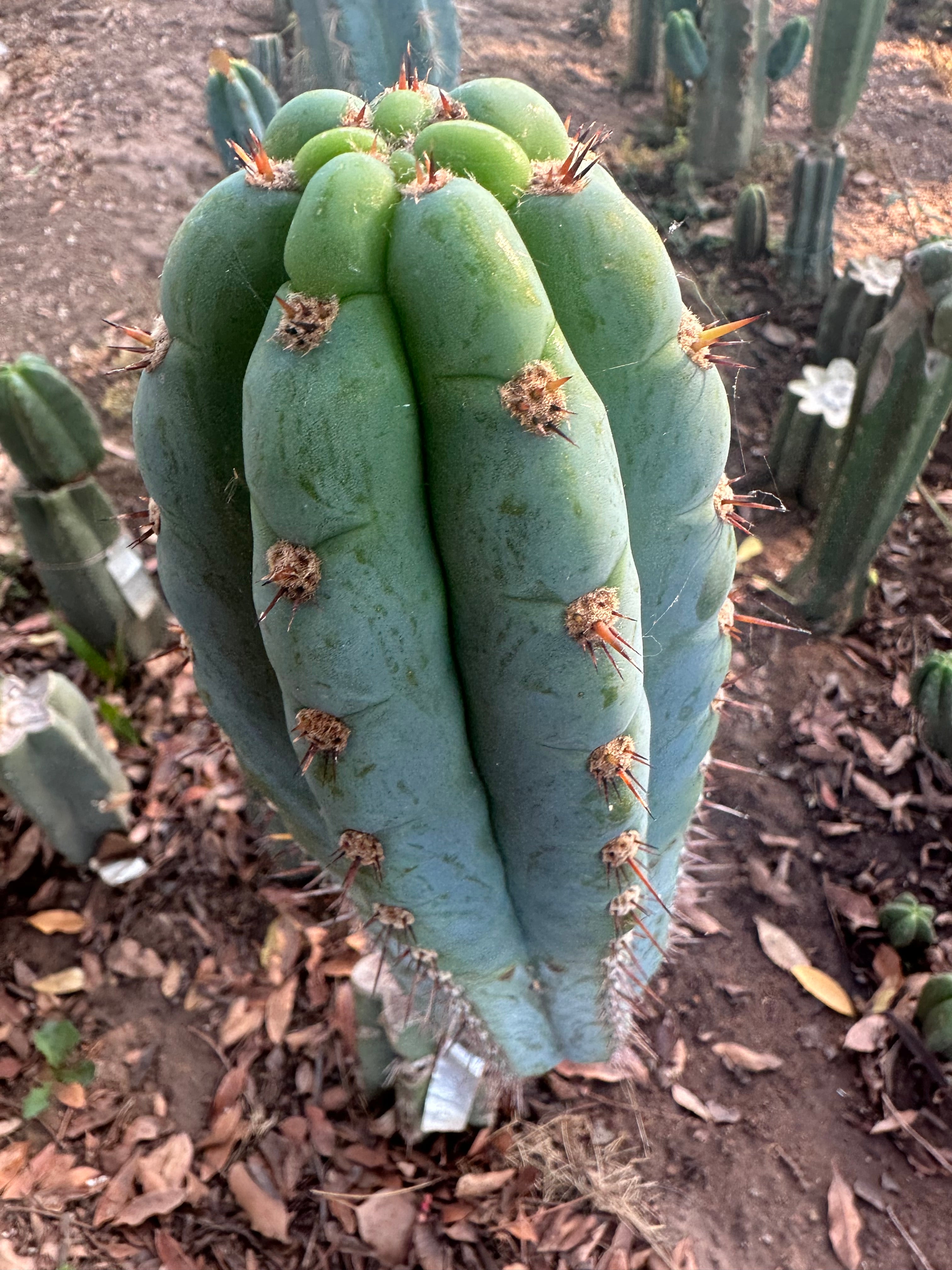 👑🌶️ Los Gentiles—  10” Tip