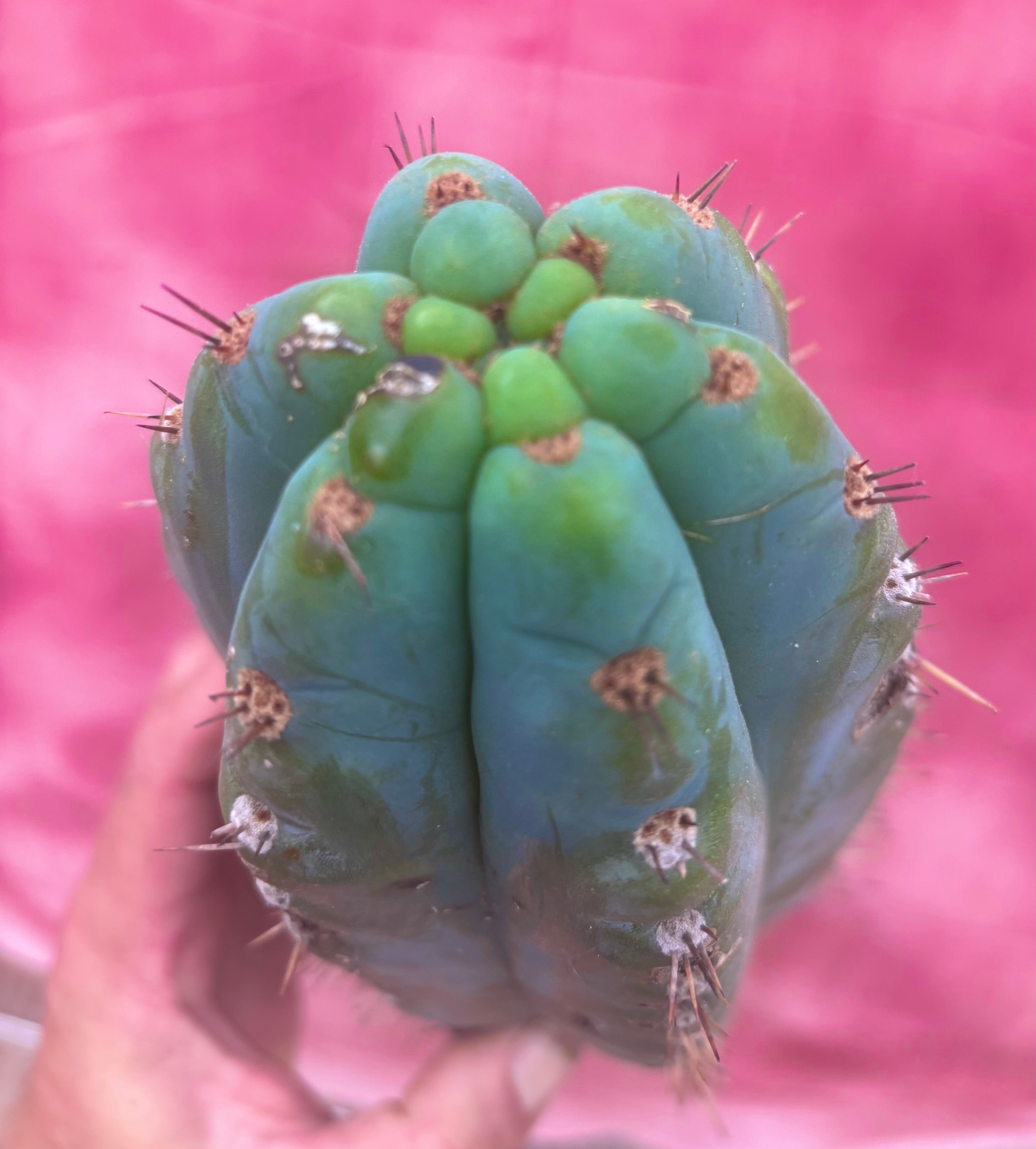 💎👑💎 Papa Smurf — 10” Tip