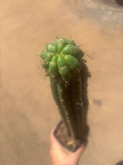 💎👑💎 Havran — Established Pup Graft on Rooted 15” Torres & Torres