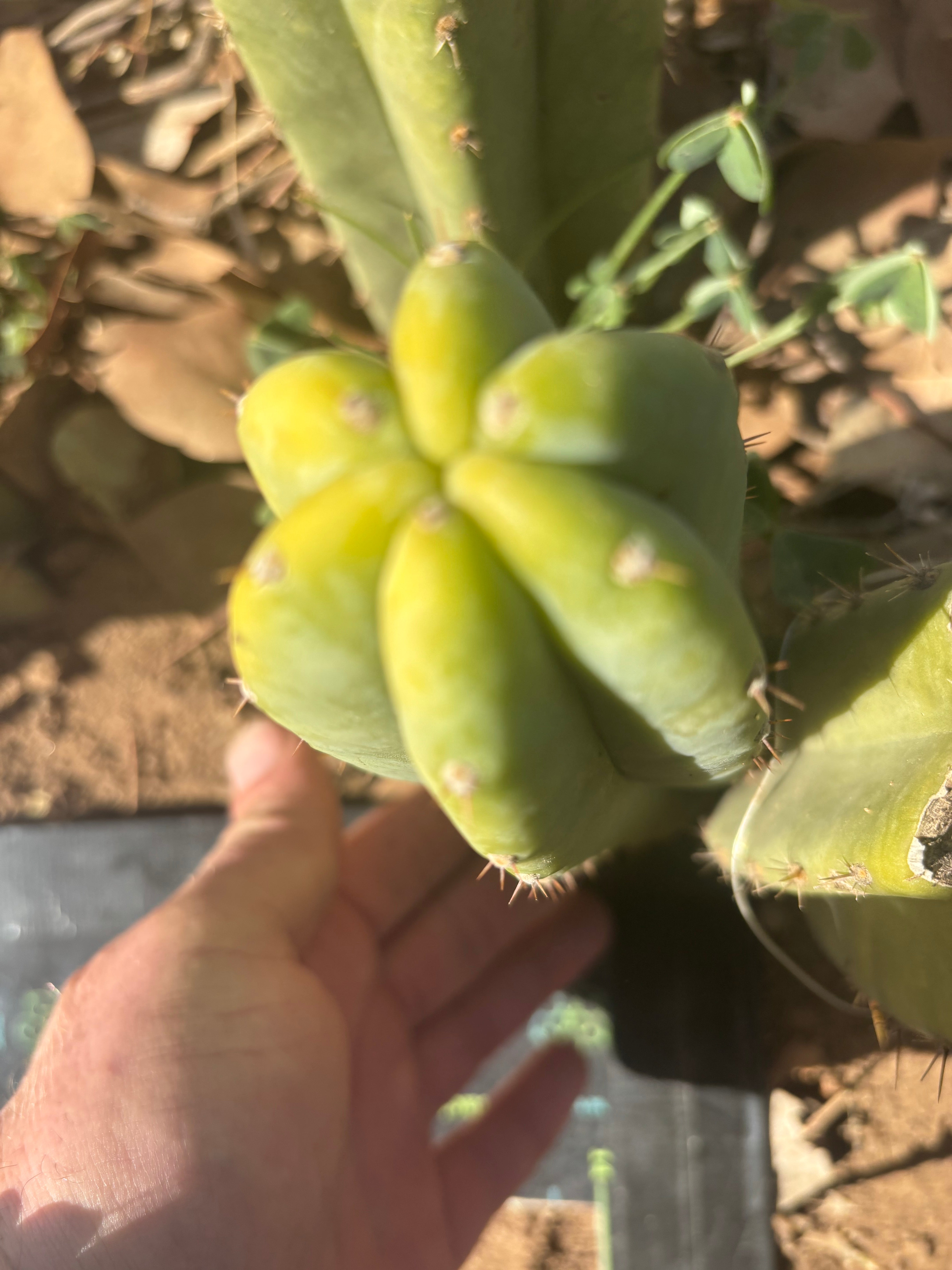 👑🌶️🌶️ Landfill — 9” Pup