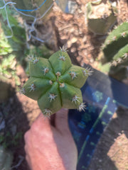 💎👑💎🌶️ CareBear — 6” Pup