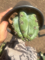 👑 TSSBP — Rooted Tip