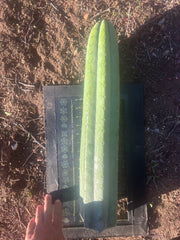 👑💎🌶️ Soozy — Massive Heavy 25” Tip
