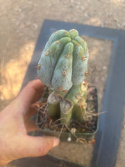 💎👑💎  NUBS — Pupped Slab Graft on Rooted Hammer