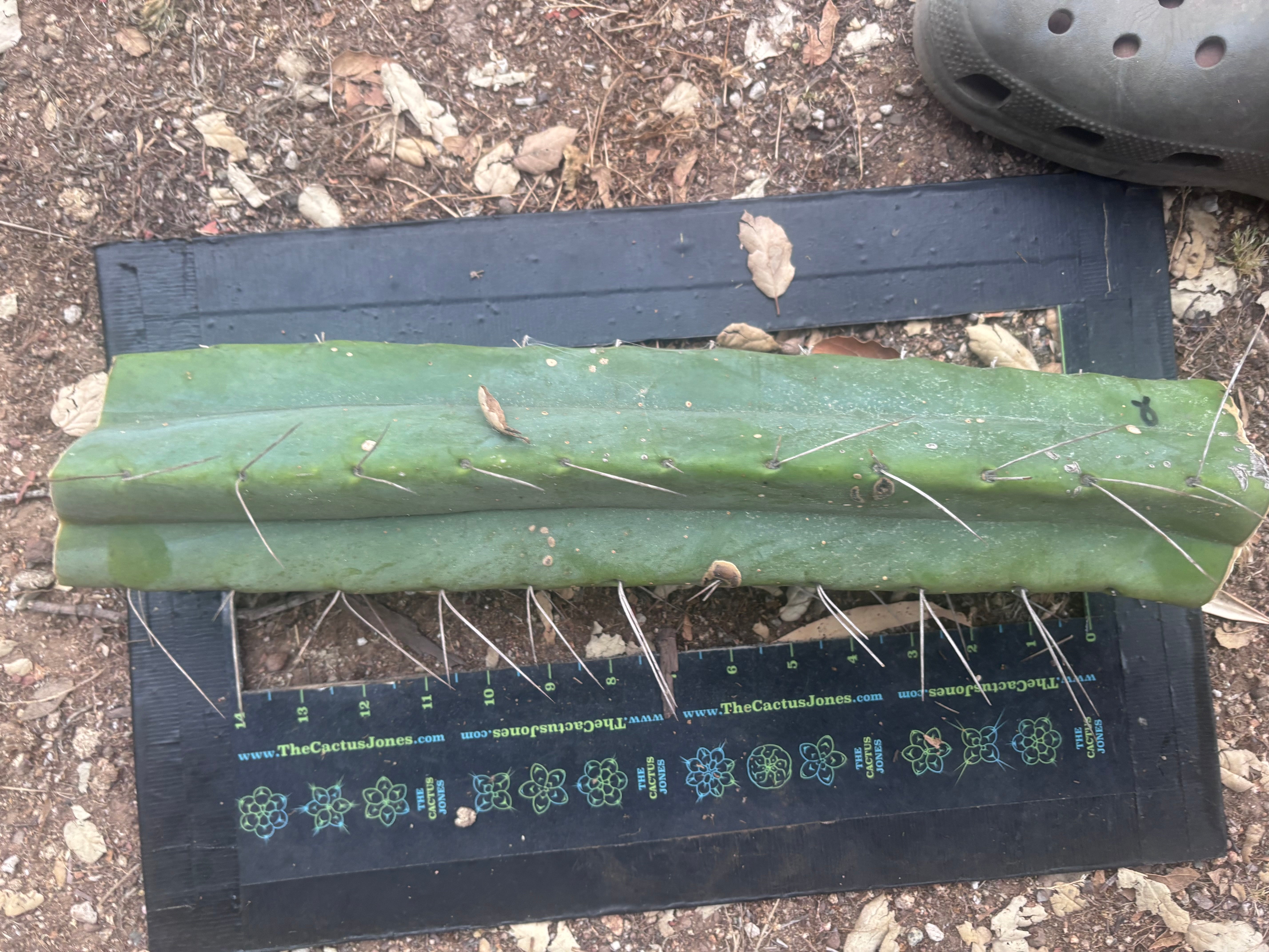 👑🌶️🌶️ Eileen — Another Massive 16” Mid